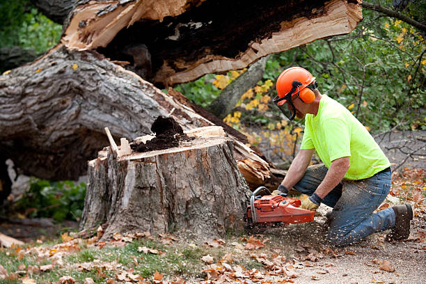 Tree Removal for Businesses